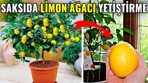 saksıda limon ağacı nasıl yetiştirilir
